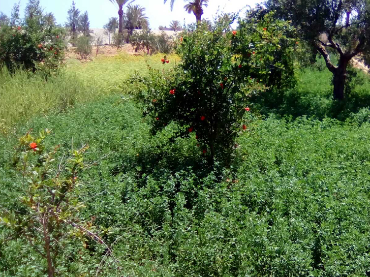 Tunesien – die Arbeit ruht, die Pflanzen gedeihen…